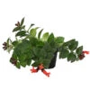 Schamblume - Aeschynanthus Radicans 'Mona Lisa' 1 Schamblume - Aeschynanthus Radicans 'Mona Lisa' -Gartenbedarf 8650210 PR FS 002 SchamblumeAeschynanthusRadicansMonaLisaT11DehnerExpressHerzig