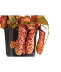 Kannenpflanze - Nepenthes 'Miranda' -Gartenbedarf 8686578 WE DE 001 NepenthesMirandaT15