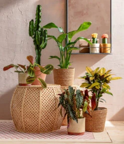 Abessinische Wolfsmilch - Euphorbia Abyssinica -Gartenbedarf 8698805 WE MO 001 AutumnSunrise