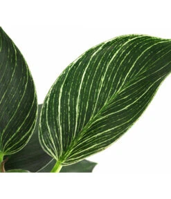 Baumfreund - Philodendron 'White Wave' -Gartenbedarf 8713406 WE DE 002 PhilodendronWhiteWaveT12
