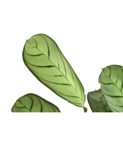 Korbmarante - Ctenanthe Burle-marxii 9 Korbmarante - Ctenanthe Burle-marxii -Gartenbedarf 8720930 PR DE 001 CtenantheAmagrisT12 DehnerExpressHerzig