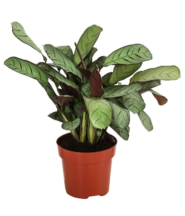 Korbmarante - Ctenanthe Burle-marxii 3 Korbmarante - Ctenanthe Burle-marxii