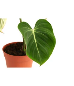 Baumfreund - Philodendron Gloriosum -Gartenbedarf 8742389 WE DE 001 PhilodendronGloriosumT15