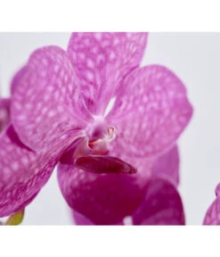Orchidee - Vanda Cultivars 'Vanda', Im Glas 10 Orchidee - Vanda Cultivars 'Vanda', Im Glas -Gartenbedarf 8756199 PR DE 001 VandaKleinbluetigImGlasDehnerExpressZS