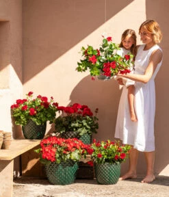 Dehner Keramik-Topf Elite -Gartenbedarf 8813008 6705461 6705479 6705487 WE MO 001 GeranieRubinHeissesRot