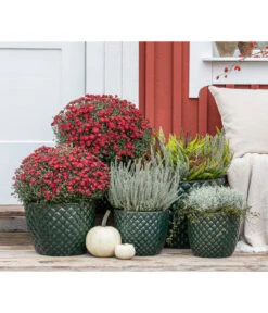 Dehner Keramik-Topf Elite -Gartenbedarf 8815763 WE MO 001 KnospenheideCallunaFluffyT11