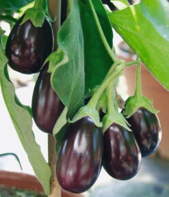 Pick-&-Joy® Aubergine Mit Früchten 8 Pick-&-Joy® Aubergine Mit Früchten -Gartenbedarf 8838047 WE DE 001 AubergineOphelliaF1Fruechte