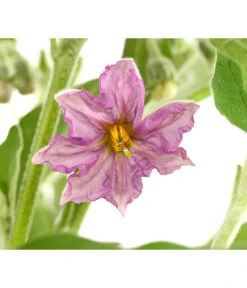 Pick-&-Joy® Aubergine Mit Früchten 9 Pick-&-Joy® Aubergine Mit Früchten -Gartenbedarf 8838047 WE DE 001 PickandJoyAubergineT14