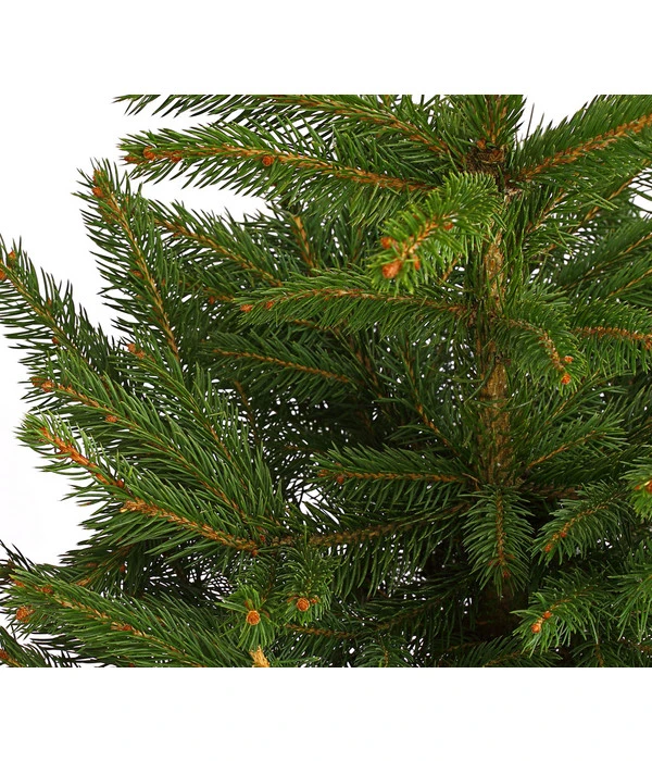 Stech-Fichte, Ca. 40-60 Cm, Im Topf Gewachsen 4 Stech-Fichte, Ca. 40-60 Cm, Im Topf Gewachsen – Bild 2