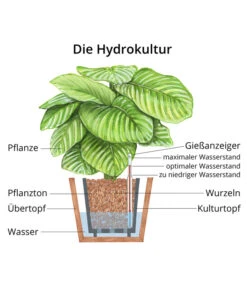 Lorbeer-Feige - Ficus Microcarpa 'Moclame', Hydrokultur -Gartenbedarf WE MO Hydrokultur Hydropflanze Grafik 5